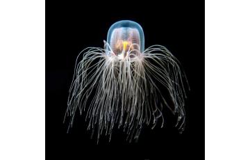 Carybdea brevipedalia medúza Medúzy na predaj 