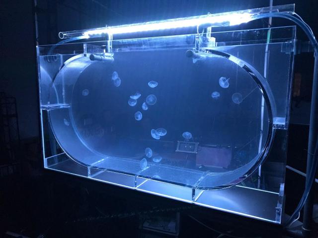 Aquarium kreisel ovale pour méduse 776 l (convient à l'installation) Aquariums pour des méduses 