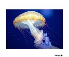 The Japanese Sea Nettle (Chrysaora pacifica) Jellyfish for sale