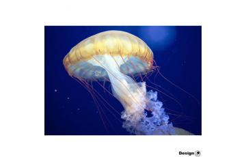 Meduza Japanese sea nettle (Chrysaora pacifica) Vânzarea de meduze