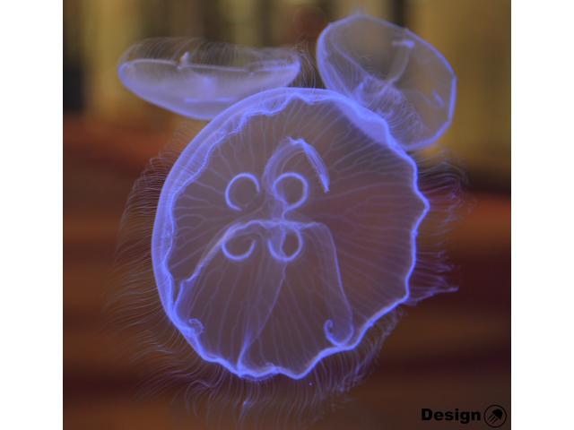 Moon Jellyfish (Aurelia aurita) – middle (3-5 cm) Jellyfish for sale
