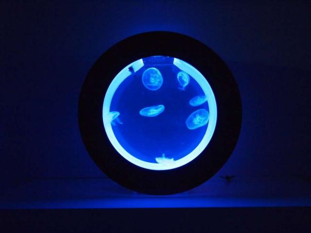 O16 -  Aquarium pour des méduses  Aquariums pour des méduses 