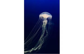 Amakusa Jellyfish small (Sanderia Malayensis) Jellyfish for sale