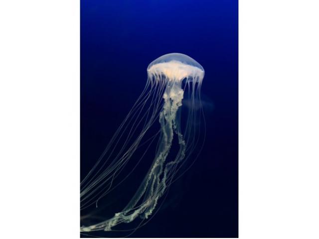 Amakusa Jellyfish small (Sanderia Malayensis) Jellyfish for sale