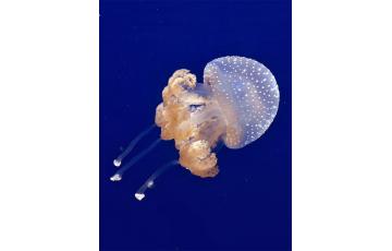 Spotted Lagoon – Medúza (Mastigias papua) Eladás medúza