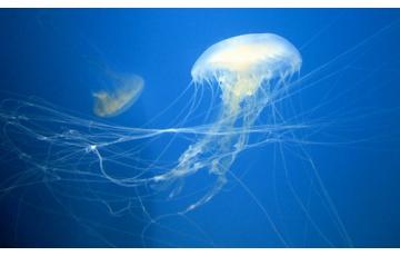 Atlantic sea nettle medúza (chrysoara quinquecirrha) Eladás medúza
