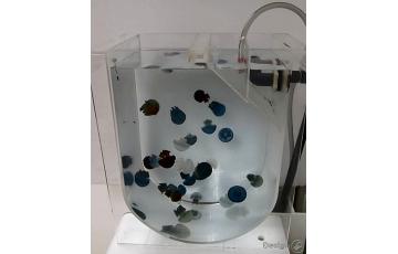 Aquarium d'élevage pour méduses - taille L (95 litres) Aquariums pour des méduses 