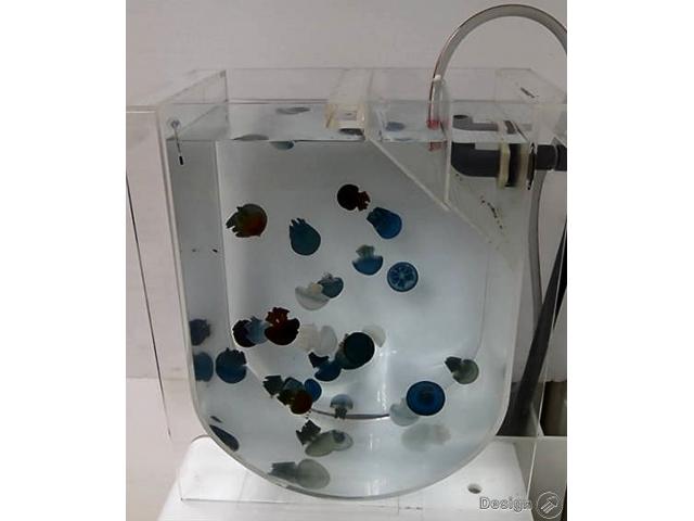Jellyfish aquariums used for breeding – size S (17 litres) Jellyfish aquariums