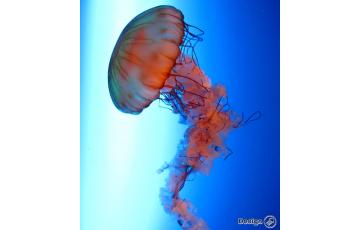 Manet Pacific sea nettle (Chrysaora fuscescens) Försäljning av maneter