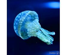 Spotted Lagoon – Jellyfish (Mastigias papua) Jellyfish for sale