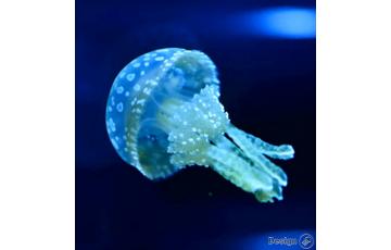 Spotted Lagoon – Jellyfish (Mastigias papua) Jellyfish for sale