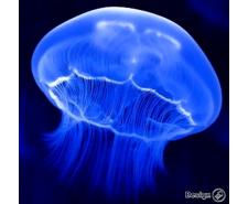 Moon Jellyfish (Aurelia aurita) – small (2-3cm) Jellyfish for sale