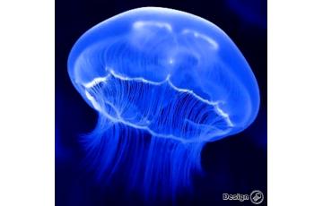Moon Jellyfish (Aurelia aurita) – Large >6cm Jellyfish for sale