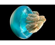 Blue blubber jellyfish - Catostylus mosaicus Jellyfish for sale