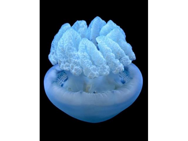 Blue blubber jellyfish - Catostylus mosaicus Jellyfish for sale