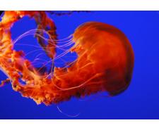 Jellyfish black sea nettle - Chrysaora achlyos Jellyfish for sale