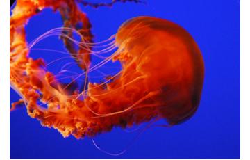 Medúza black sea nettle - Chrysaora achlyos Eladás medúza