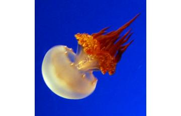Flame jellyfish - Rhopilema esculentum Jellyfish for sale