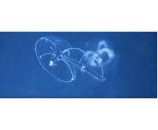 Eirene lactoides méduse Méduse à vendre