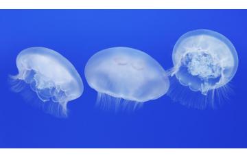 Měsíční medúza (Aurelia Labiata) Medúzy na prodej