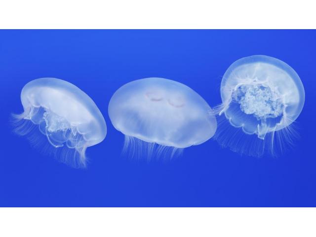 Moon Jellyfish  (Aurelia Labiata)