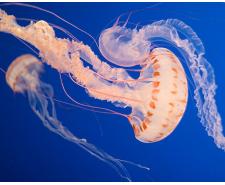 Atlantic sea nettle méduse (chrysoara quinquecirrha) Méduse à vendre