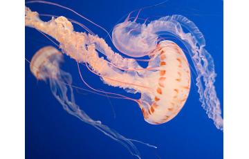 Atlantic sea nettle meduza (chrysoara quinquecirrha) Meduza prodaju