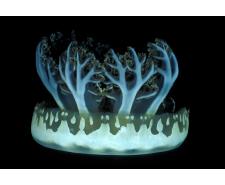 Upside down jellyfish (cassiopea xamachana) Jellyfish for sale