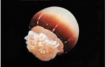 Cannonball jellyfish (stomolophus meleagris) Jellyfish for sale