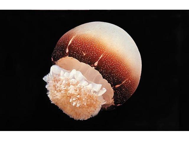 Cannonball jellyfish (stomolophus meleagris)