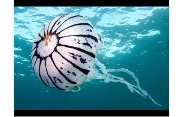 Purple striped sea nettle jellyfish (Chrysaora colarata) Jellyfish for sale
