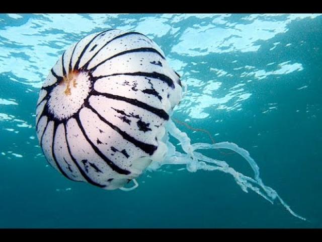Purple striped sea nettle jellyfish (Chrysaora colarata) Jellyfish for sale