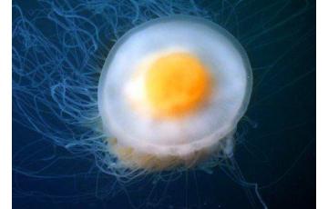 Egg yolk vandmænd (Phacellophora camtschatica) Sælger vandmænd