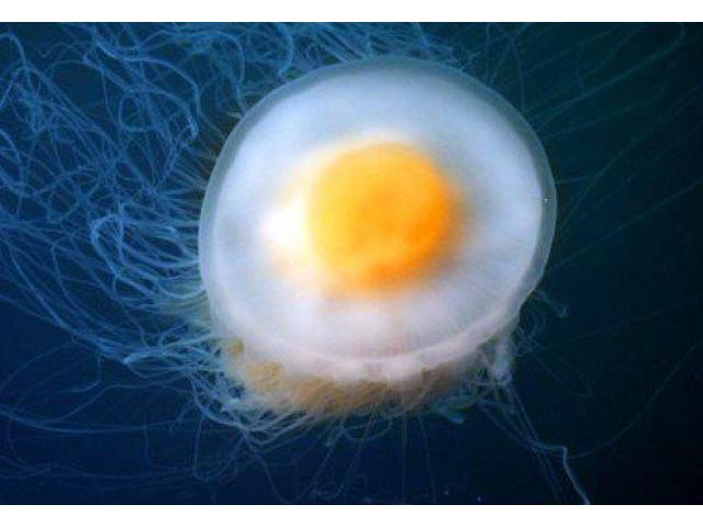 Egg yolk méduse (Phacellophora camtschatica) Méduse à vendre