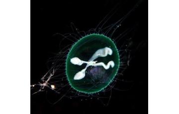 Eirene menoni Medúza  Eladás medúza