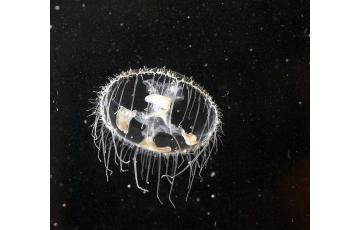 édesvízi medúza Eladás medúza