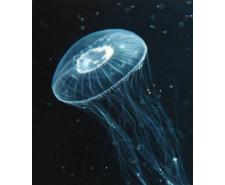 Crystal jellyfish (Aequorea coerulescens) Jellyfish for sale
