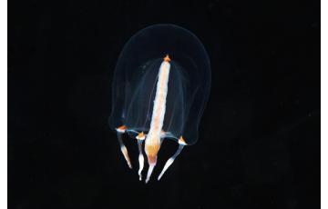 Sarsia meduza (Aequorea coerulescens) Vânzarea de meduze