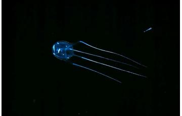 Carybdea rastoni medúza Eladás medúza