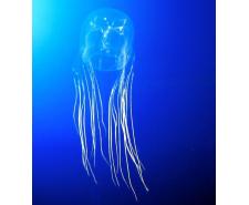 Carybdea brevipedalia jellyfish Jellyfish for sale