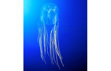 Carybdea brevipedalia medúza Eladás medúza