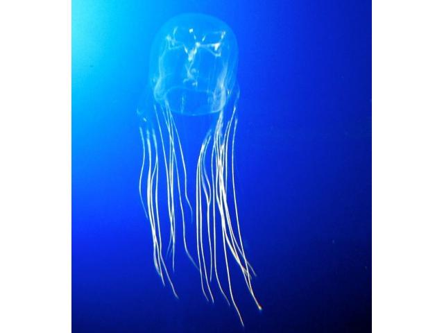 Carybdea brevipedalia jellyfish Jellyfish for sale