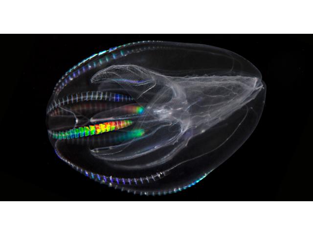 Comb jellyfish (Bolinopsis sp.) Jellyfish for sale